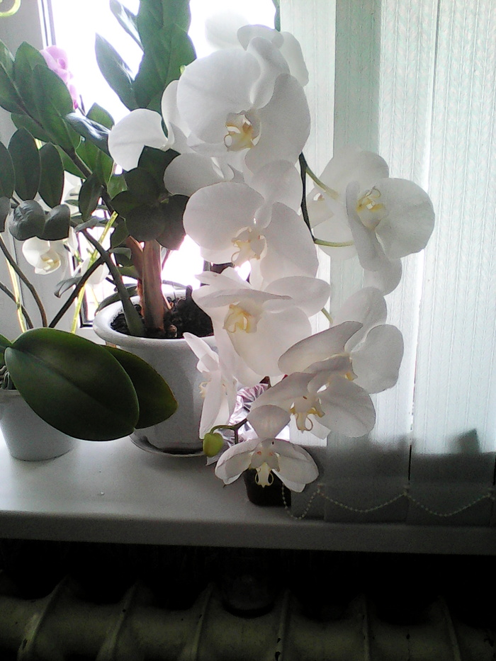 My orchids - Orchids, My, Longpost, Boasting