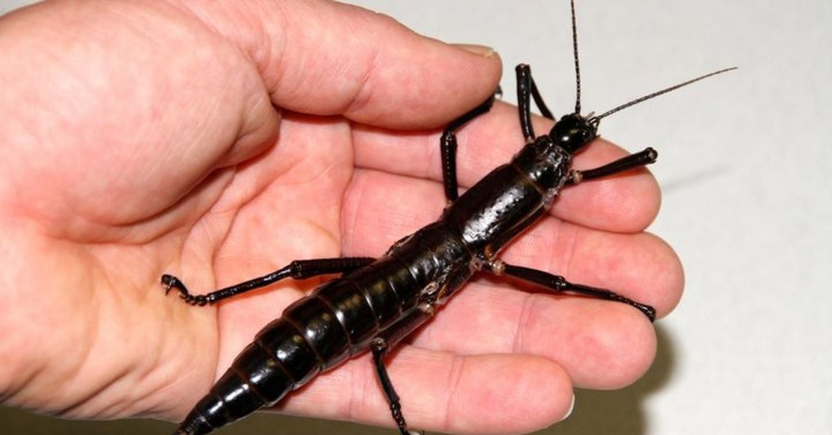 Самое редкое насекомое. Палочник Dryococelus Australis. Гигантского палочника (Dryococelus Australis). Палочник острова Лорд-хау. Древесный Омар или австралийский палочник.