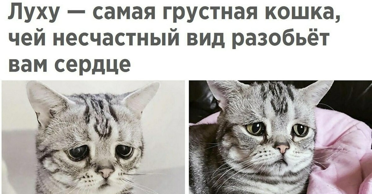 Грустный кот на заводе
