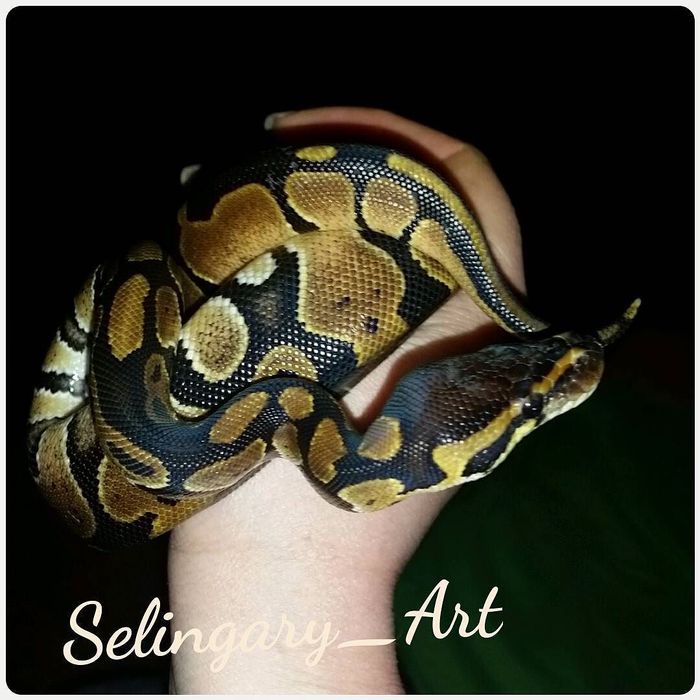 About the snake Autumn. - My, My, Snake, Royal python, fur farm, Pithon regius, Longpost