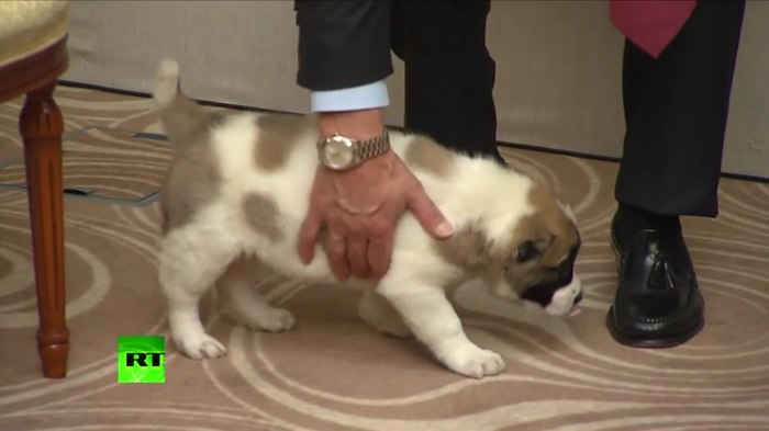 The President of Turkmenistan gave V.V. Putin a puppy... an old joker) - Puppies, Propaganda, Coincidence, Alexey Navalny, Vladimir Putin, Politics