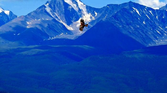 Flight of the kite in the Kurai steppe in Altai. - My, Altai, Mountain Altai, Kurai steppe, Kite, Black Kite, Video, Altai Republic