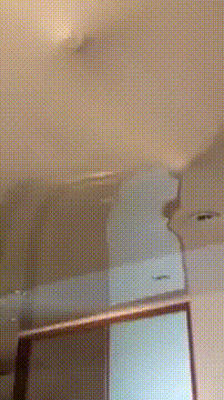 Brownie - cat, Stretch ceiling, Gif animation, GIF