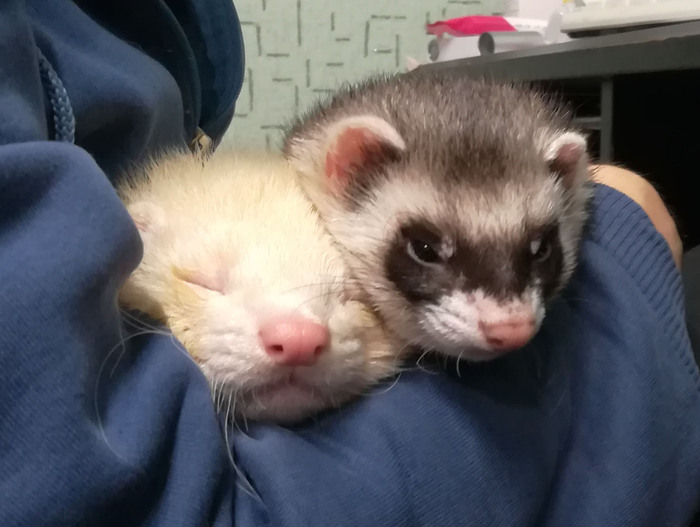 Sleeping pugs - My, Ferret, Found a home, Pets