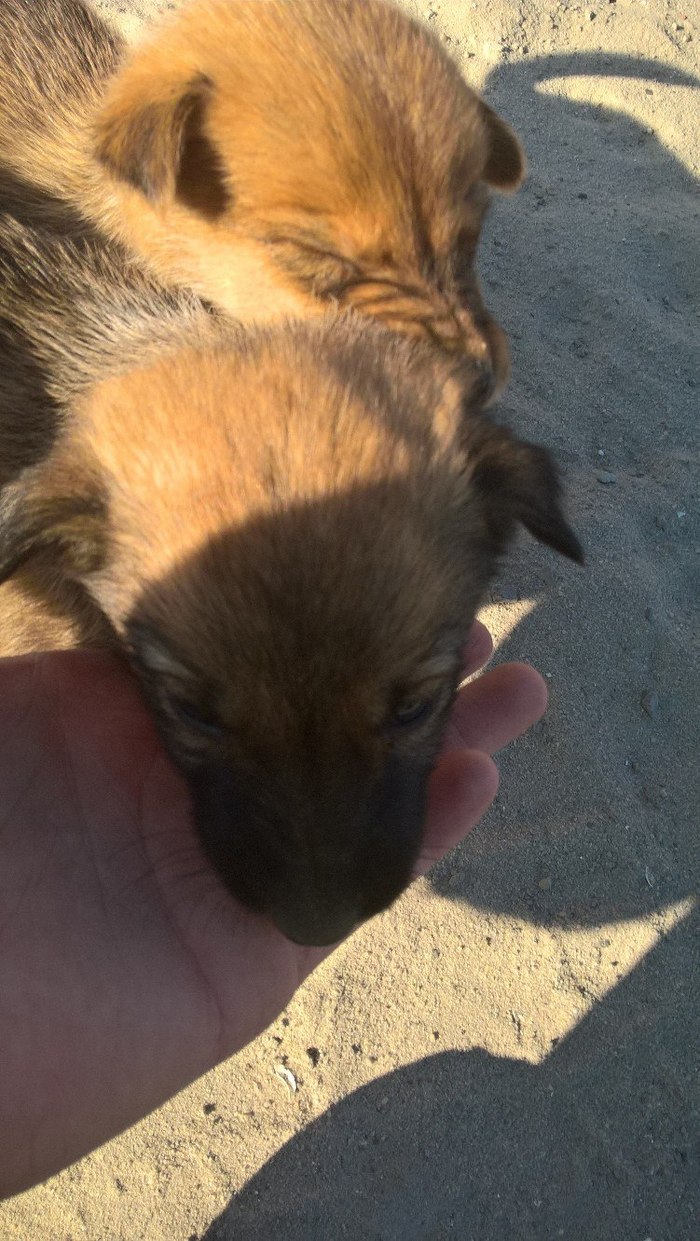 Save puppies! - Puppies, My, Longpost, Volgodonsk, In good hands