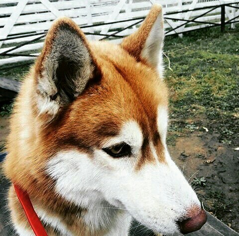 Husky Land in Skazka Park - My, Drive, The photo, Siberian Husky, Husky House, Husky, Zoo, Milota, Longpost