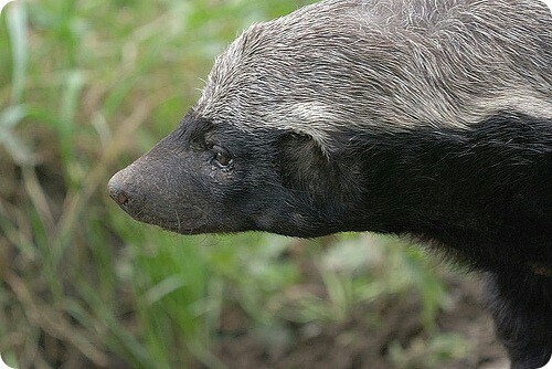 Sly beast Honey badger. - Honey badger, Funny, Facts