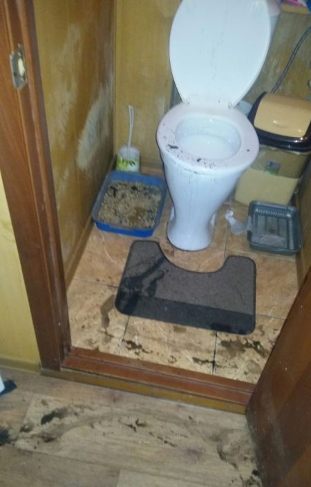 In Yekaterinburg, an unknown animal crawled out of the toilet - Unknown, Toilet, Longpost