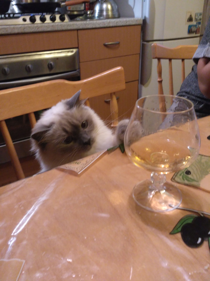 When you want to drink, but you have paws - My, cat, Alcohol