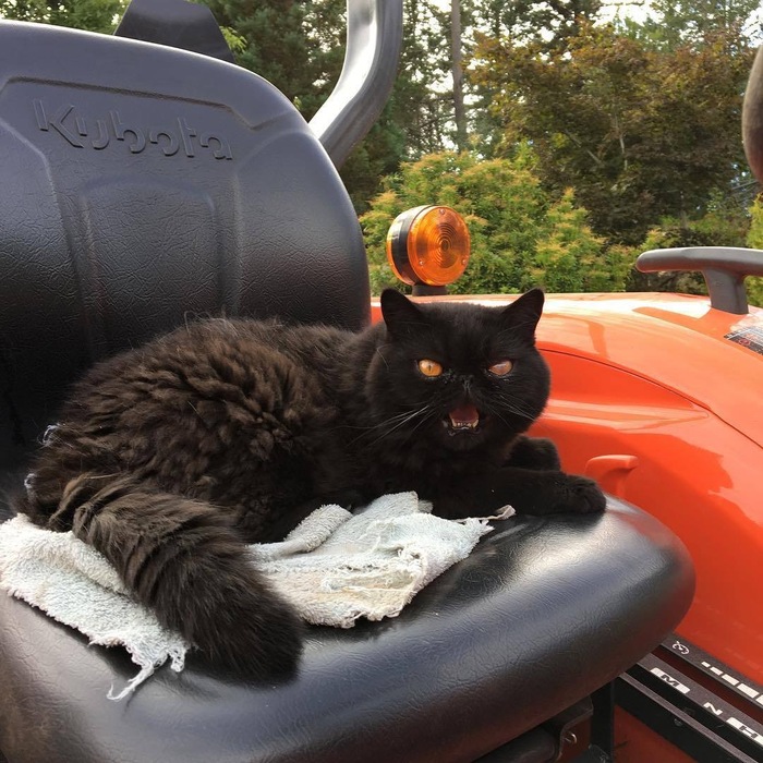 Now this is my tractor! - The photo, cat, Seat, Tractor