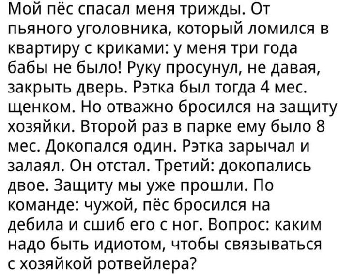 Каким надо быть идиотом - История, Собака