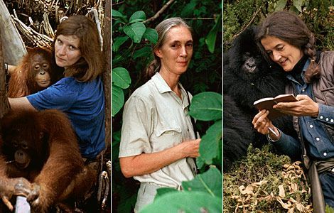 Birute - peacemaker - Anthropogenesis, , Primates, Biography, The science, Longpost