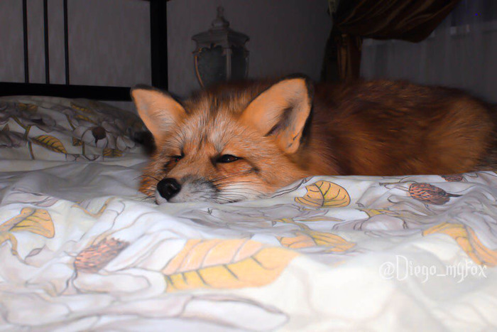 Fox dream - My, Dream, , Domestic fox, Pets, Pet, Fox, Pet