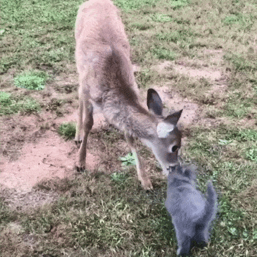 1507879414117569203.gif