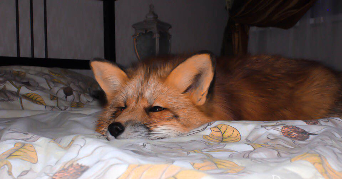 Fox dreaming. Кровать Лисенок. Домашняя лиса.