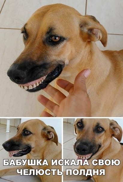 Ulybaka - Dog, Jaw, Smile