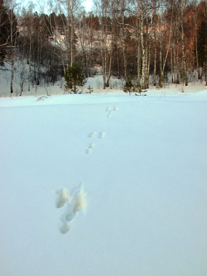 Childhood memories - Hunting, Longpost, Childhood memories, My, Nature