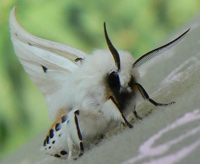 венесуэльский пуделевый мотылек тутовый шелкопряд