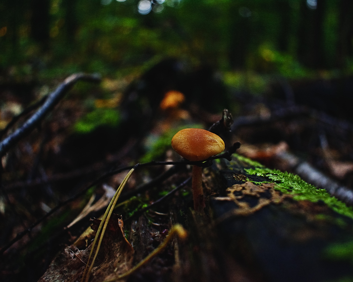 Went through the forest. The beauty. - My, Photographer, Autumn, League Photos, The photo, Mushrooms, Forest, Balashikha, beauty