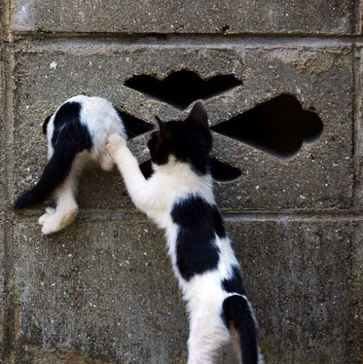 - All because someone eats too much! - cat, , Hole, Help, Stuck