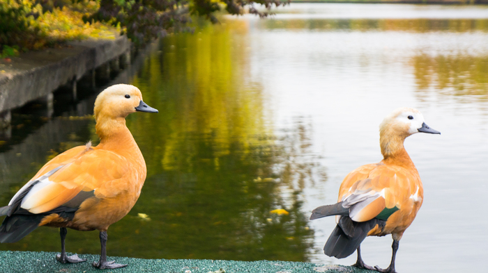 Two, two! - My, , Duck, Autumn, Lake