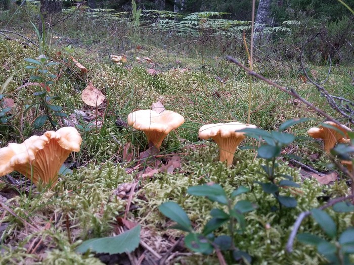 Well I drove into the forest - My, Chanterelles, Mushrooms, Forest, Nature, Camping