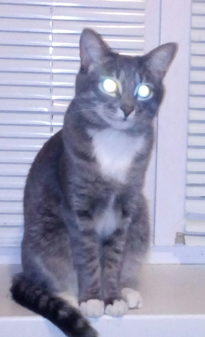 glowing eyes - cat, Eyes, Glowing eyes, From the network, Longpost