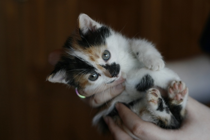 Kittens multi-colored - My, cat, , In good hands, , Longpost, Moscow