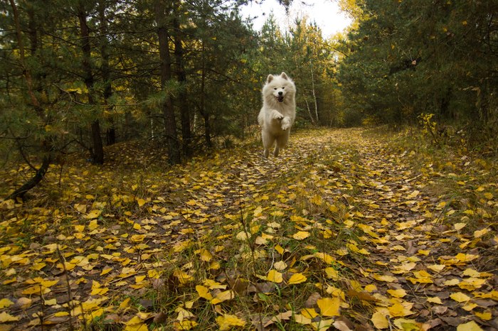 Lucky shot - My, The photo, Autumn, Dog, Flight