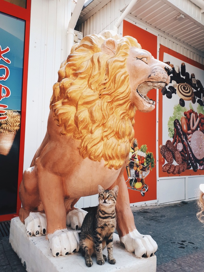 King of beasts - The city of Sudak, My, cat, a lion, Crimea, VIP, Animals, Longpost