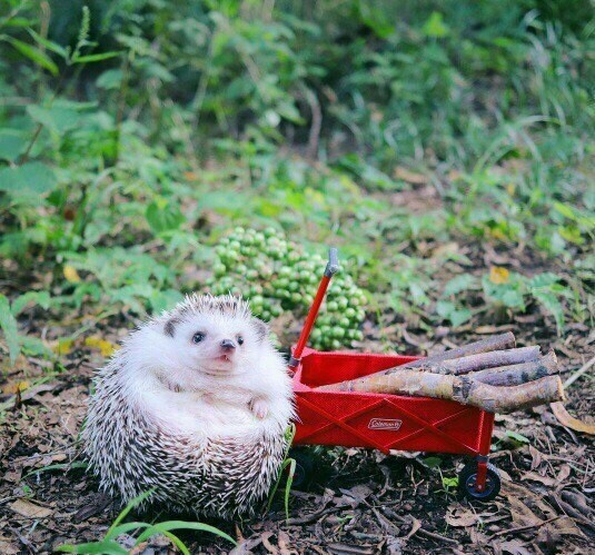 Hedgehog - traveler - Hedgehog, Travels, Animals, Longpost