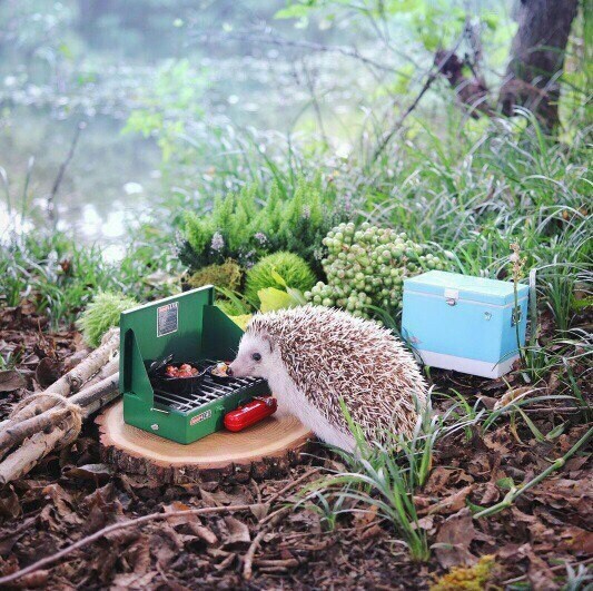 Hedgehog - traveler - Hedgehog, Travels, Animals, Longpost