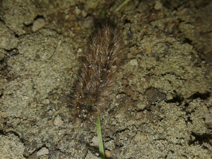 Caterpillar - My, Animals, Caterpillar