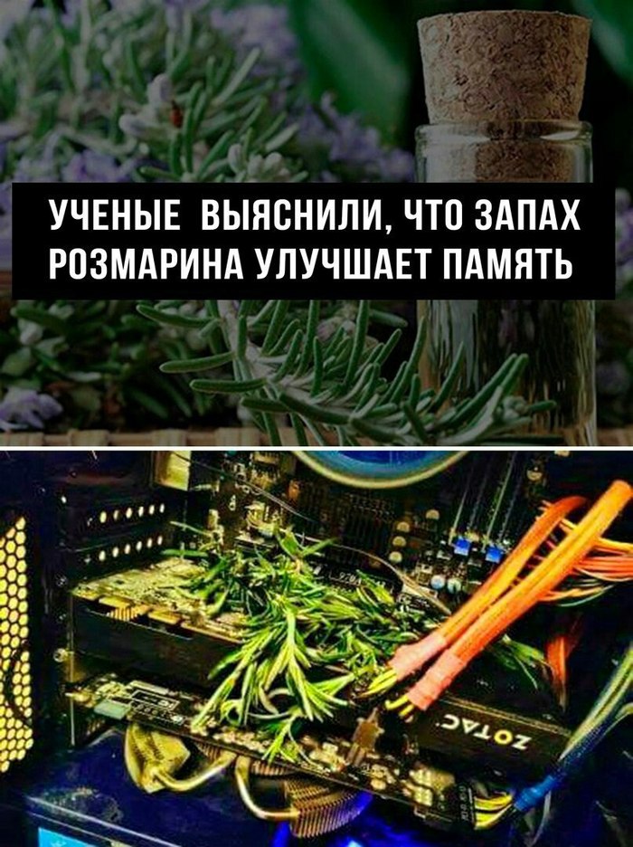 Учёные выяснили - Ученые, Память, Видеокарта, Розмарин