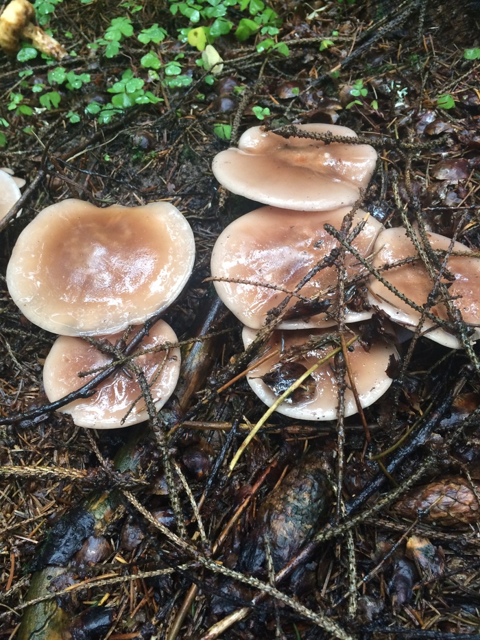 October mushrooms - My, Forest, Mushrooms, October, Mozhaysky District, Подмосковье, Tree, Christmas trees, Longpost