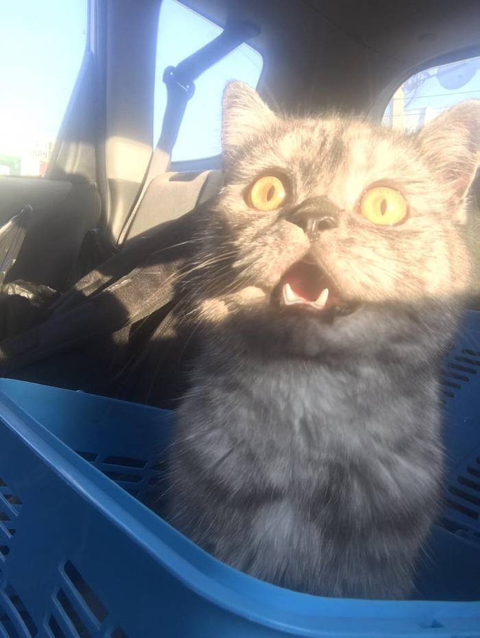 Котовампир, увидел впервые рассвет!