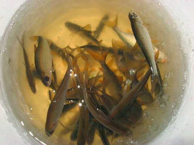 Fishing for fry - Fishing, A fish, Catching, Whitebait, Zhivets, Catch, Perch, Predator, Longpost, Predatory animals