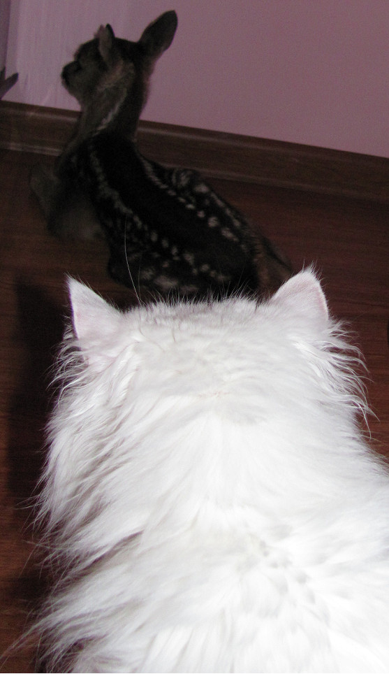 The attitude of a cat to other animals - My, cat, Turkish angora, Pets, Longpost