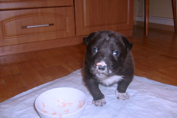 Dog eats carrots with mayonnaise - My, Milota, Dog