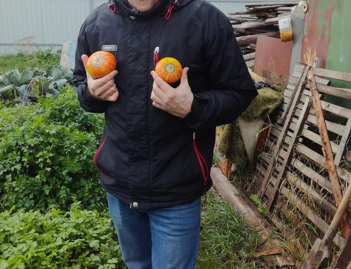 When was the harvest year - My, Village, Pumpkin, The size, Harvest