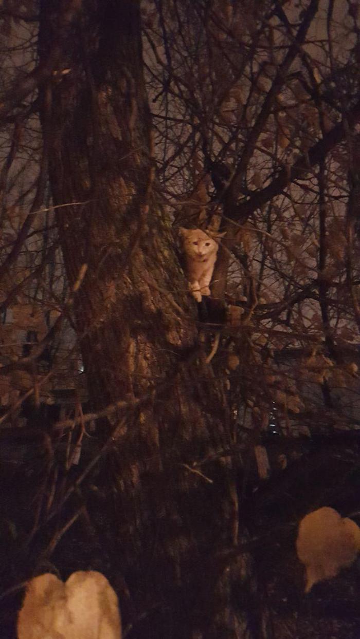 In Elektrostal, the Cat has been sitting on a tree for a day :( - My, cat, , Longpost