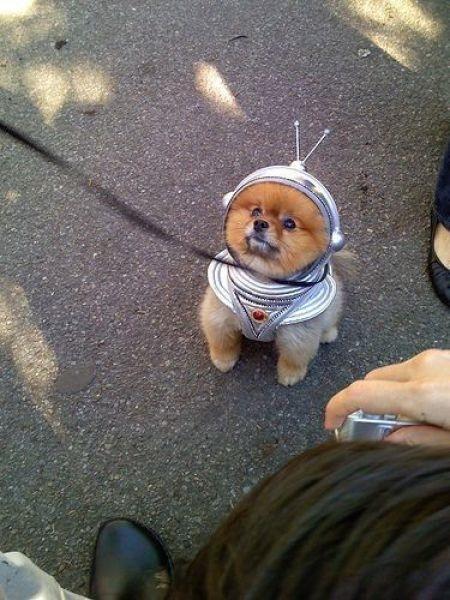 Astronaut - Dog, Spacesuit, Space