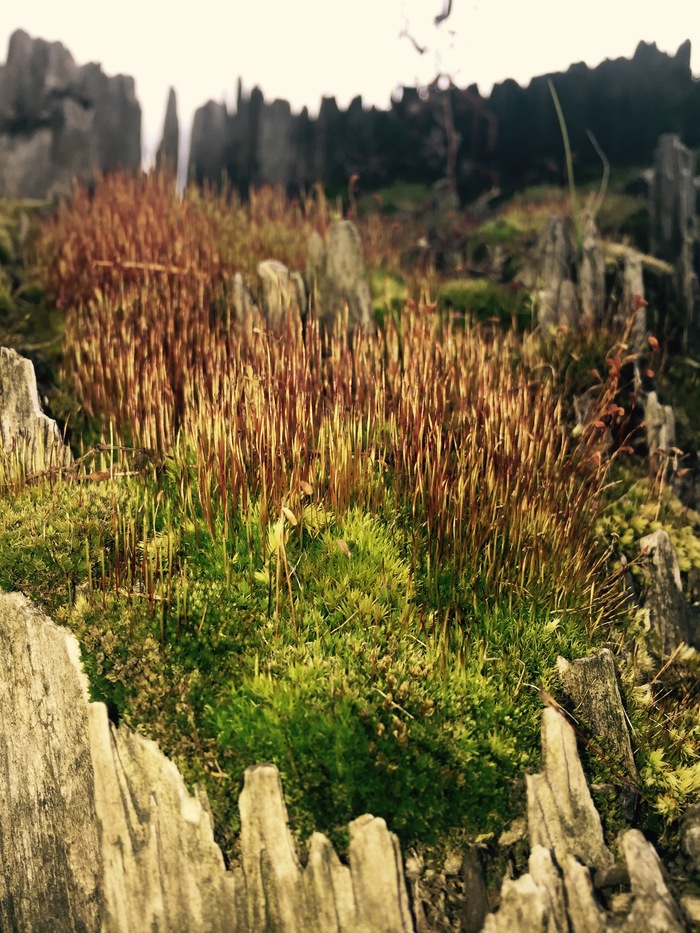 Furry stump :) - The photo, Nature, My, Longpost