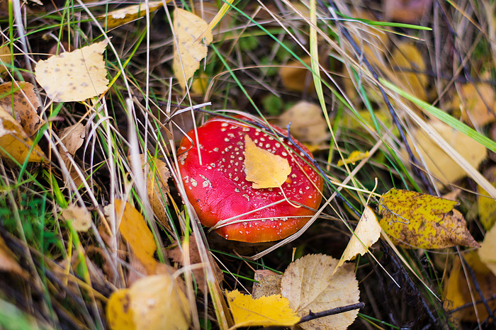 Autumn colors - My, Autumn, Nature, , Longpost, Nikon d7100