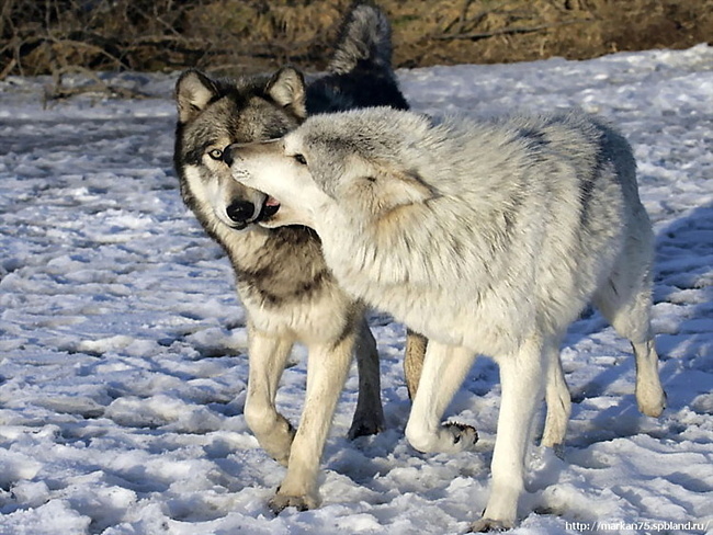 The Last Wolf Currumpo - Wolf, Love, Hunting, , Lobo, Longpost