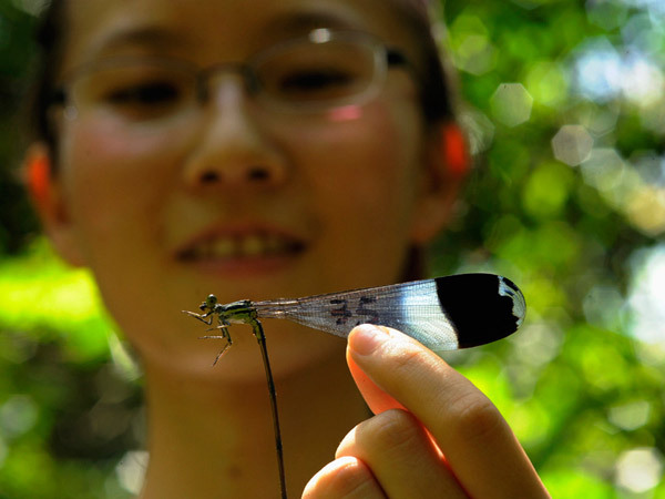 Princesses and dragons - My, Dragonfly, Insects, Flight, , Evolution, Entomology, The Dragon, Longpost, Evgeniya Timonova