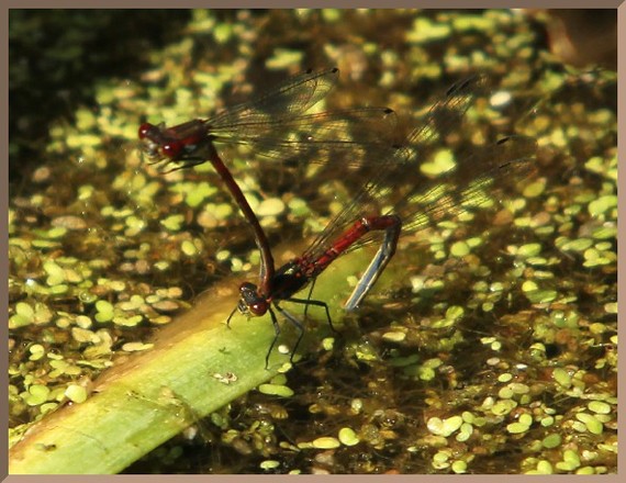 Princesses and dragons - My, Dragonfly, Insects, Flight, , Evolution, Entomology, The Dragon, Longpost, Evgeniya Timonova