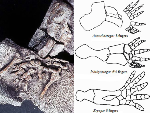 The fish genes helped explain why the first tetrapods were polydactyls. - Evolution, A fish, Amphibian, The science, Interesting, Paleontology, Longpost