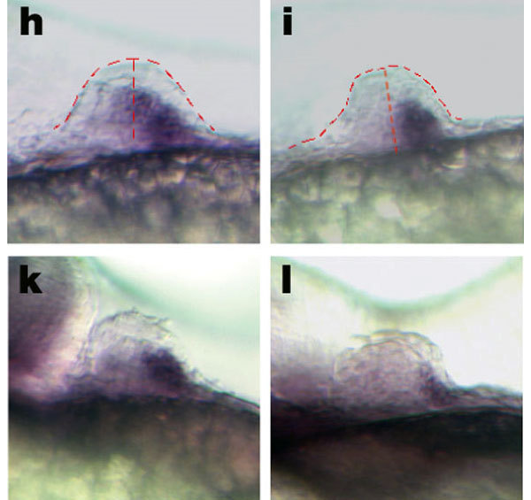 The fish genes helped explain why the first tetrapods were polydactyls. - Evolution, A fish, Amphibian, The science, Interesting, Paleontology, Longpost