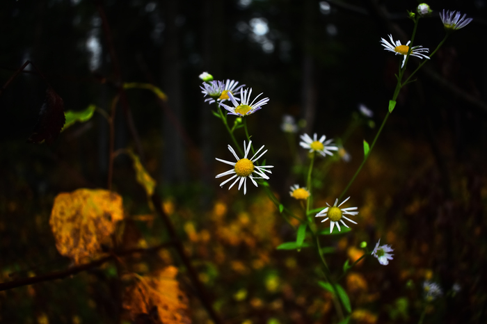 So what if it's autumn ... We are so good - My, Photographer, Autumn, Flowers, The photo, League Photos